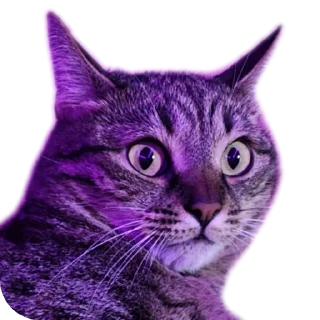 🐱