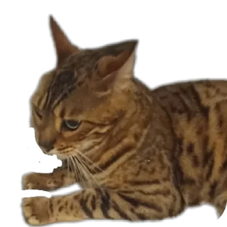 🐱