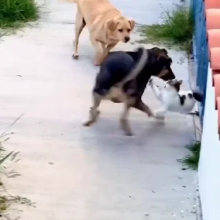 🐩