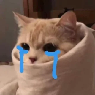 🐱