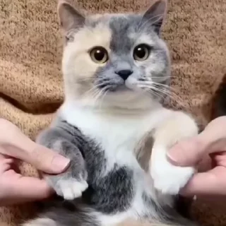 🐈