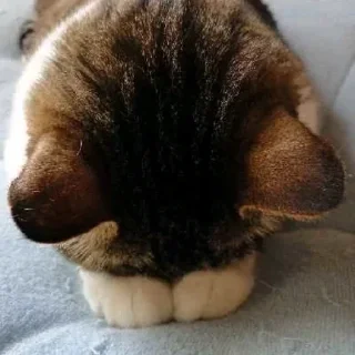 😺