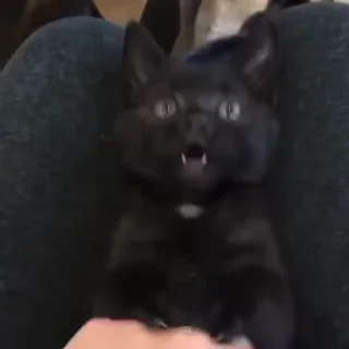 🤪