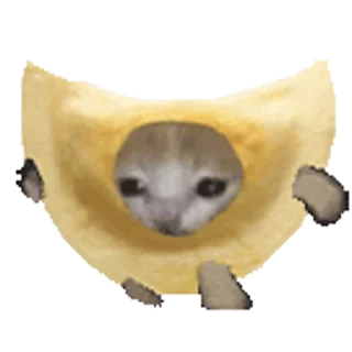 🐈