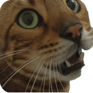 🐱