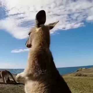 🪥
