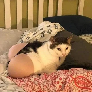 🍑