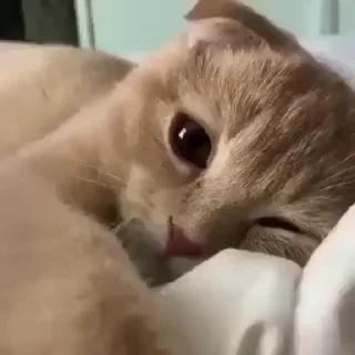 🥱