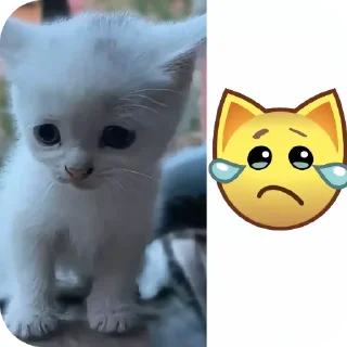 🐱