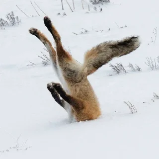 Лисички :: @fStikBot