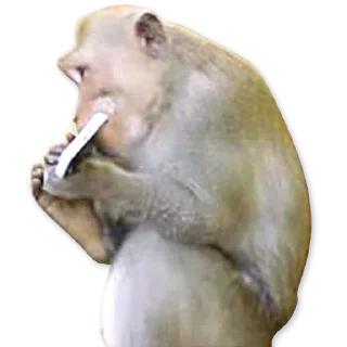 🐒