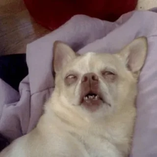 🐕