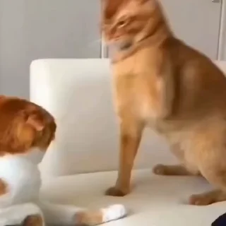 🐈