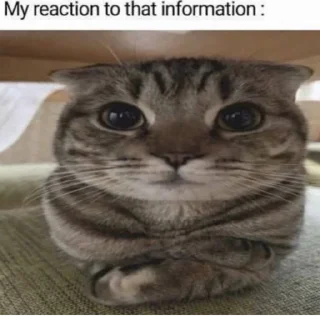 🪰