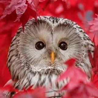 🍁