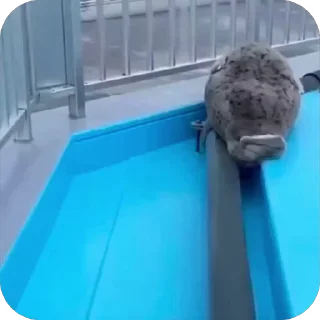 💤