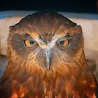 🦉