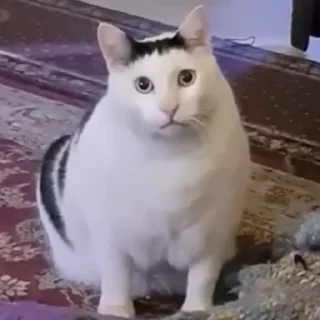 🥺
