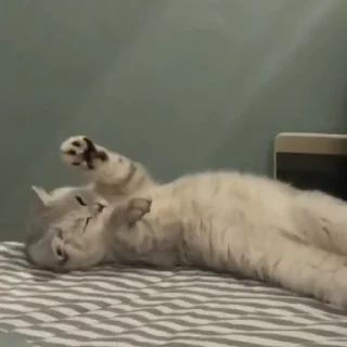 😴