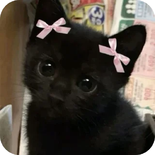 🐱