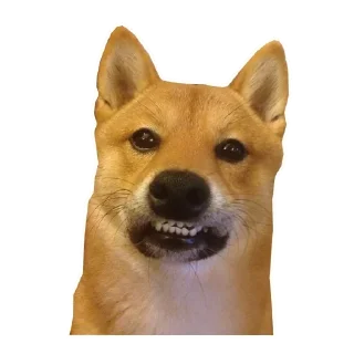 🐶