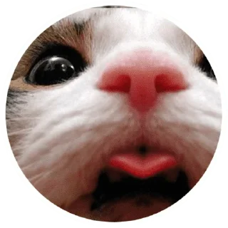 🐱