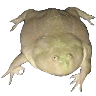👌