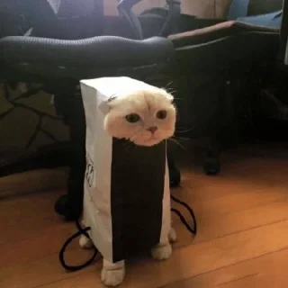 🐱
