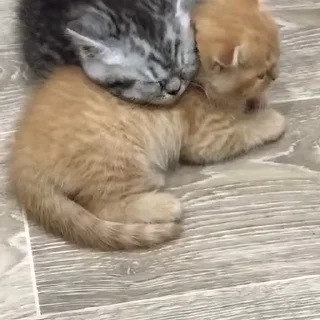 😻