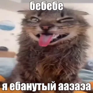 котеке @MoiStikiBot