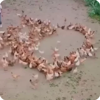 🧡