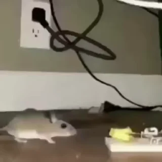 🧀