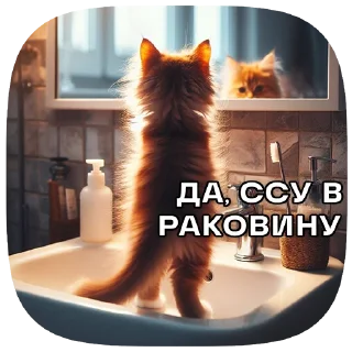 😼