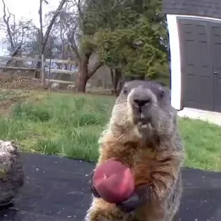 🥑