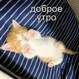 🐱