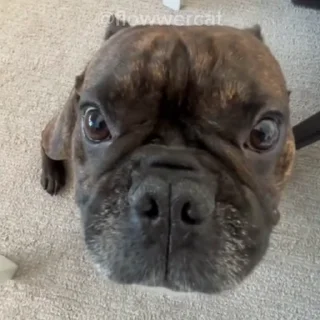 🥺