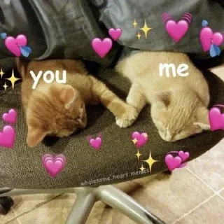 ✨