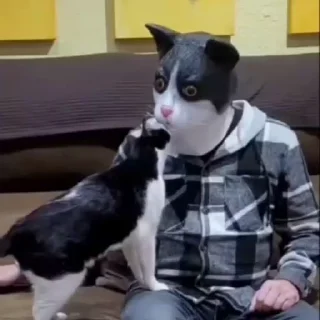 🐈‍⬛️