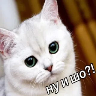 🐈