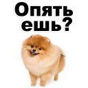 Puppies @stickersb2b