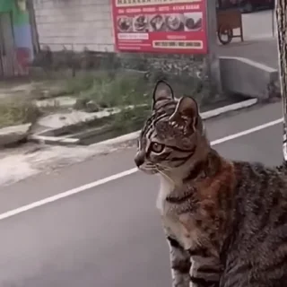 🤩