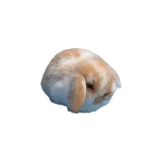 🐱