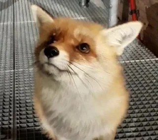 😠