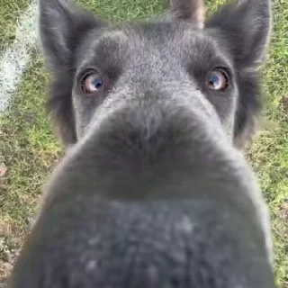 👃