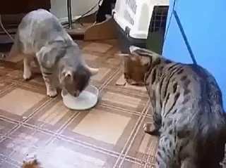 🥛