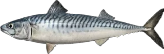 🐟