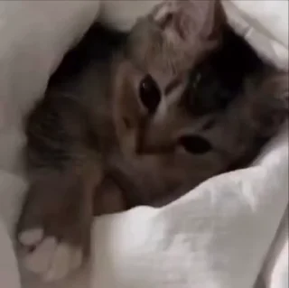 🌟