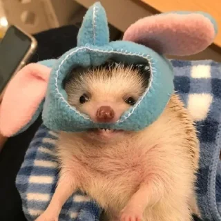 🐰