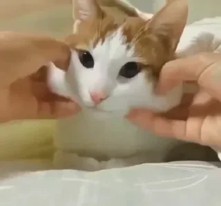 🤪