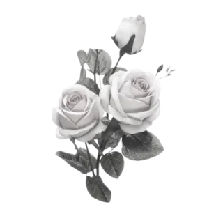 ୨ @lilrosally ୧ ℛ𝑜𝑠𝑒 𝑑𝑜𝑙𝑙